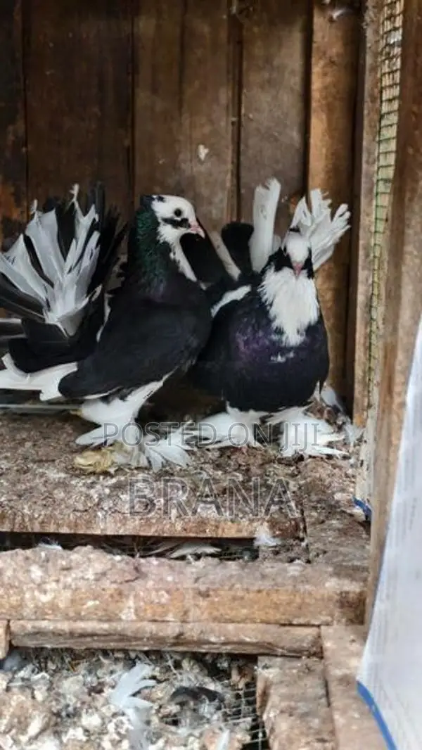 Pigeon/ Pura