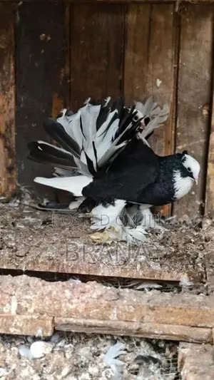 Pigeon/ Pura