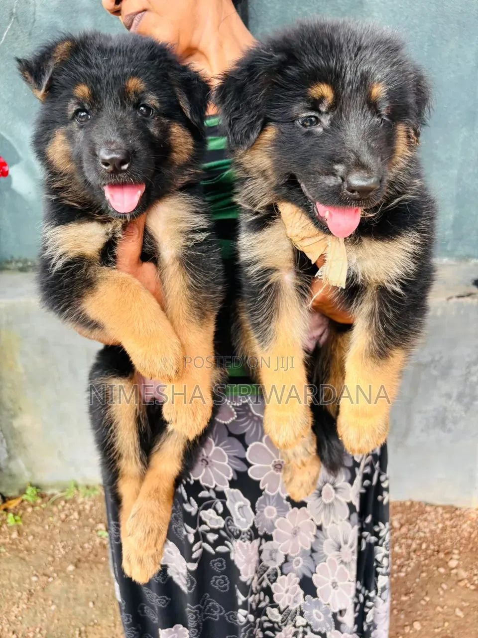 1-3 months Male Purebred German Shepherd