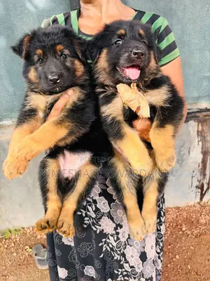 1-3 months Male Purebred German Shepherd