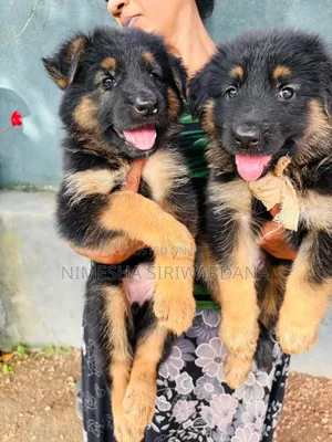 1-3 months Male Purebred German Shepherd