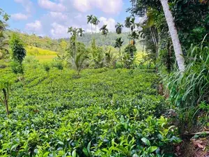 Land For Sale In Elpitiya