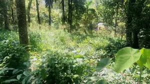 Land With House For Sale In Hindagala Peradeniya