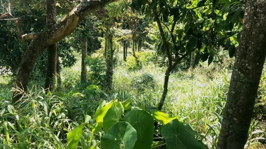 Land With House For Sale In Hindagala Peradeniya