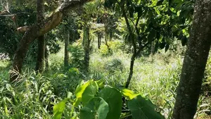 Land With House For Sale In Hindagala Peradeniya