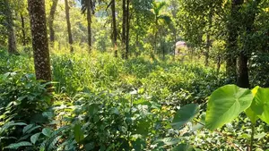 Land With House For Sale In Hindagala Peradeniya