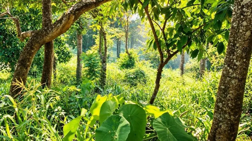 Land With House For Sale In Hindagala Peradeniya