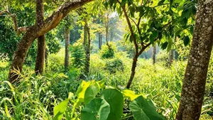 Land With House For Sale In Hindagala Peradeniya