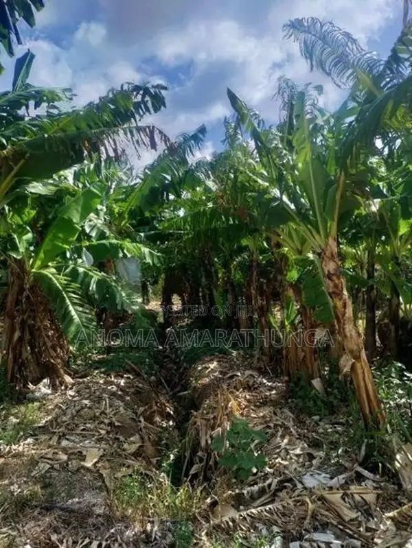 Land for Sale in Kakirawa