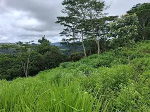 Land for Sale Pussellawa