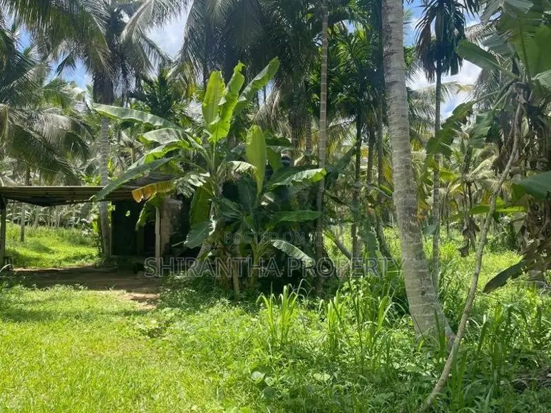 Coconut Land Giriulla