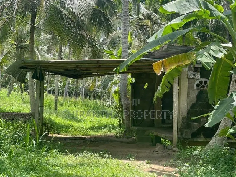 Coconut Land Giriulla