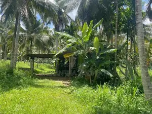 Coconut Land Giriulla