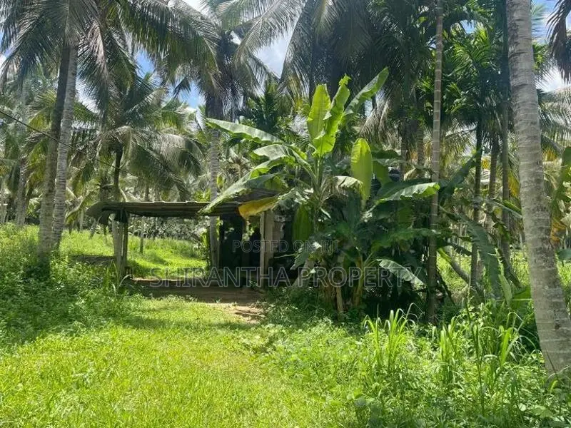 Coconut Land Giriulla