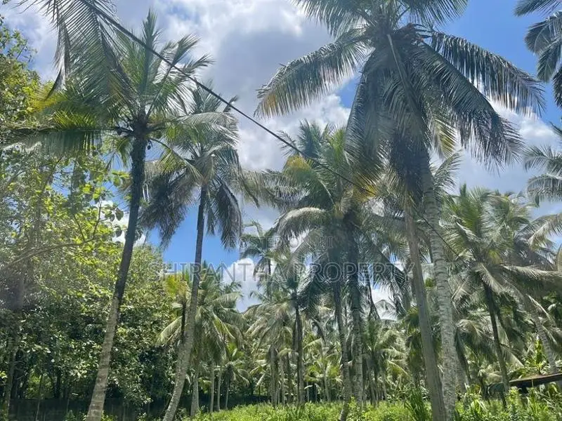 Coconut Land In Giriulla