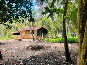 Coconut Land In Giriulla