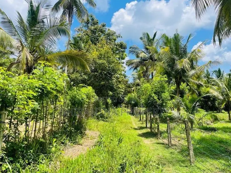 Coconut Land In Giriulla