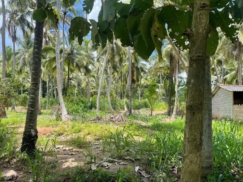 Coconut Land In Giriulla