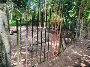 Coconut Land In Giriulla