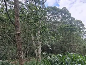 Land for Sale Pussellawa