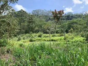 Land for Sale Pussellawa