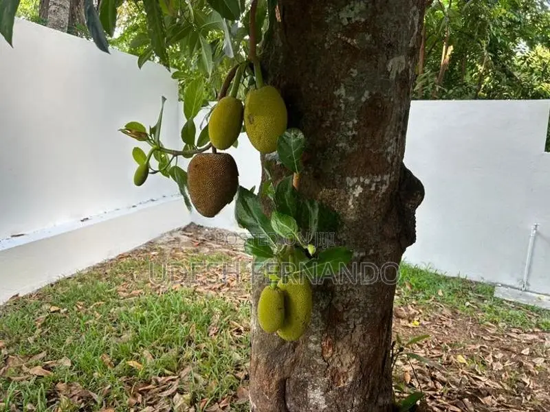Brand New House for Sale Imbulgoda