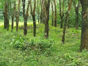 Land For Sale Horana