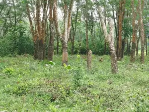 Land For Sale Horana