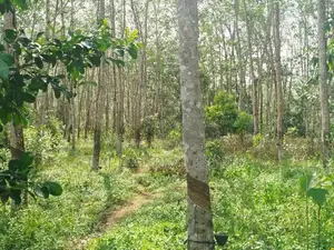 Land For Sale Horana