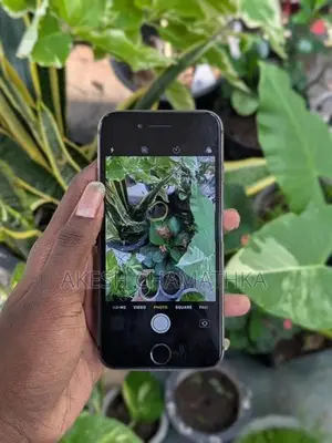 Apple iPhone 8 (Used)