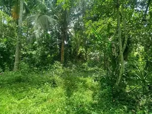 Land For Sale Horana