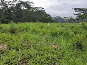 Valuable Land for Sale in Pussellawa Wahurupitiya