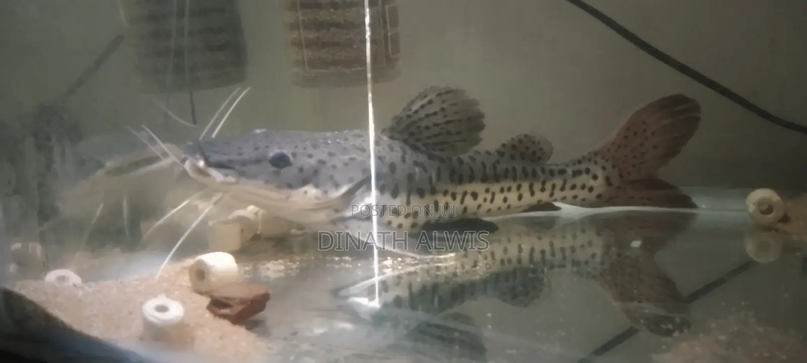 Tsn×Rtc Hybrid Shovelnose Catfish