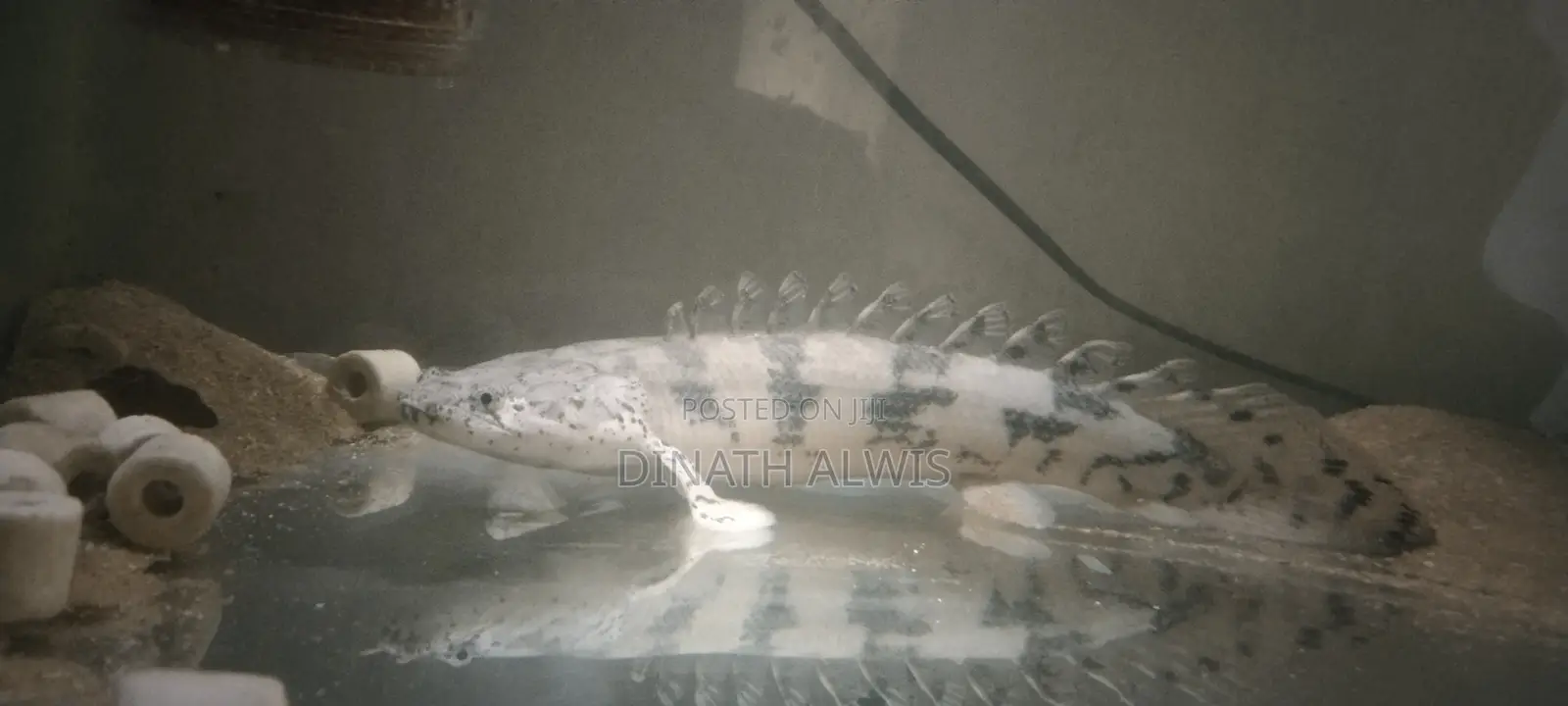Endlicheri Bichir