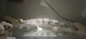 Endlicheri Bichir