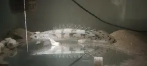 Endlicheri Bichir