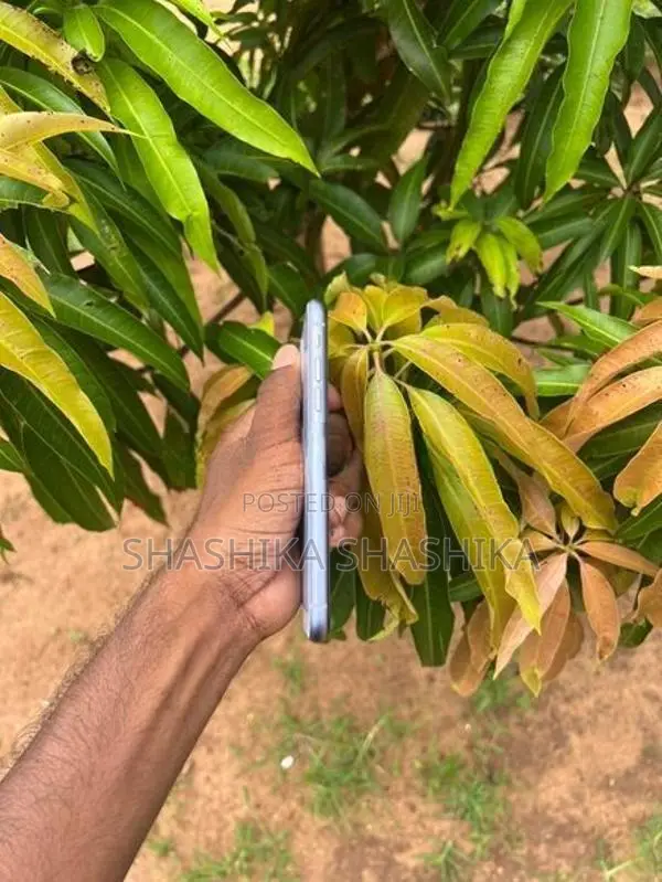 Apple iPhone 11 (Used)