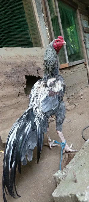 Asill Longtell Pataun Vikinimata