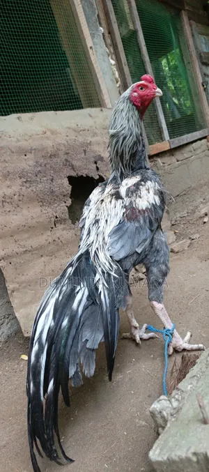 Asill Longtell Pataun Vikinimata