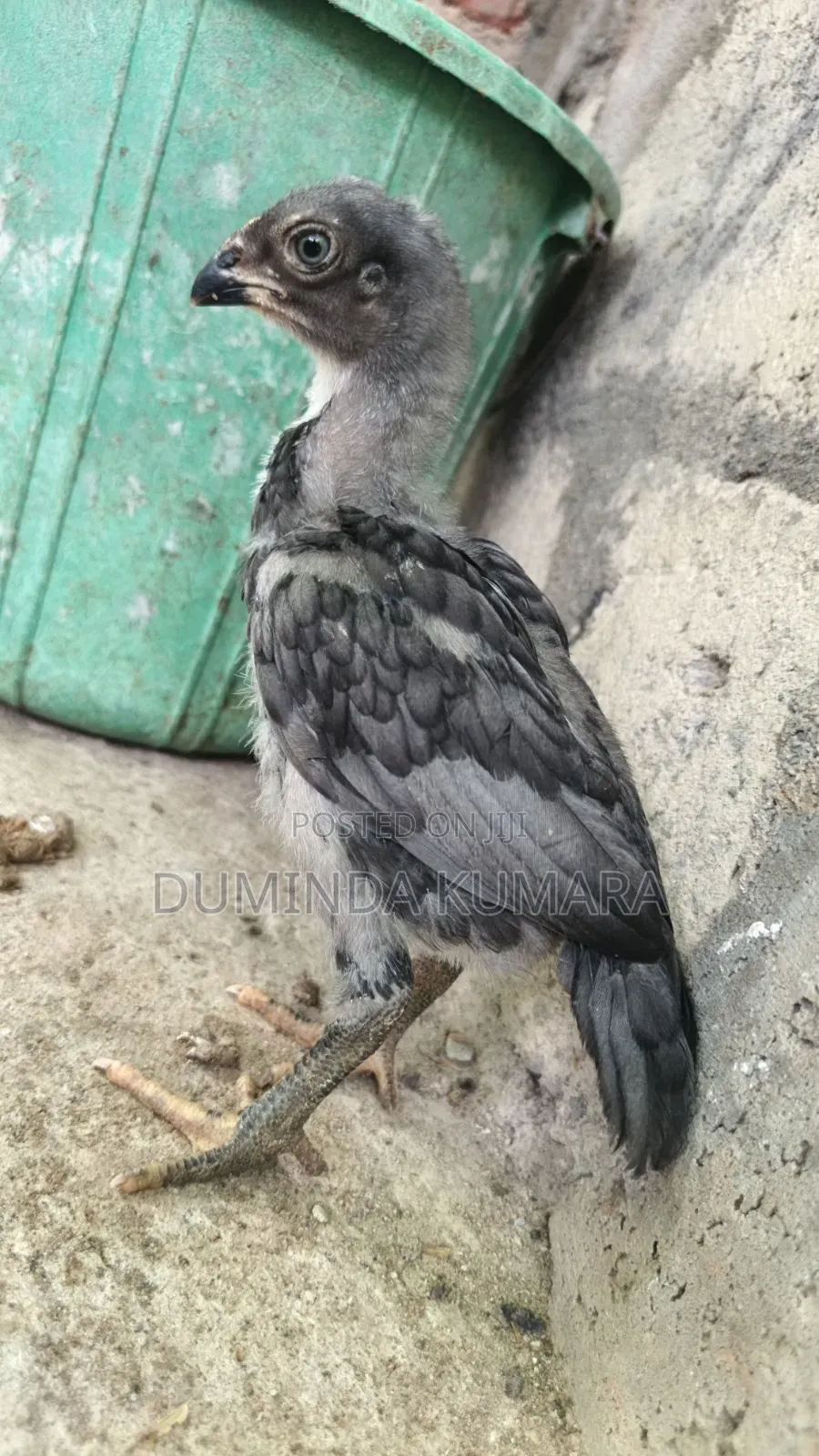 Asill Longtell Pataun Vikinimata