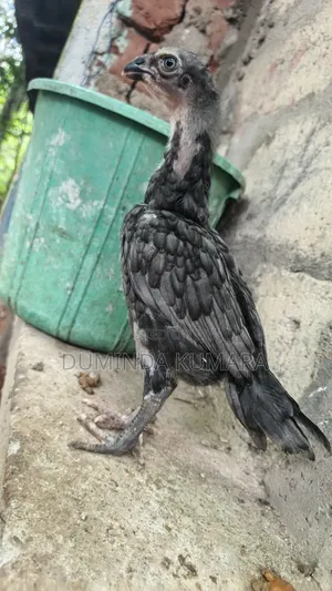 Asill Longtell Pataun Vikinimata