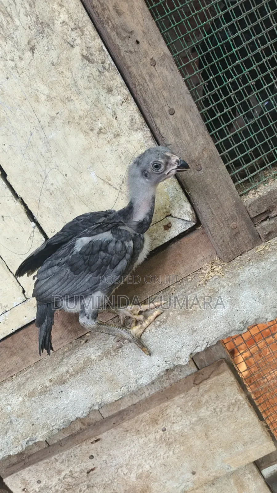 Asill Longtell Pataun Vikinimata