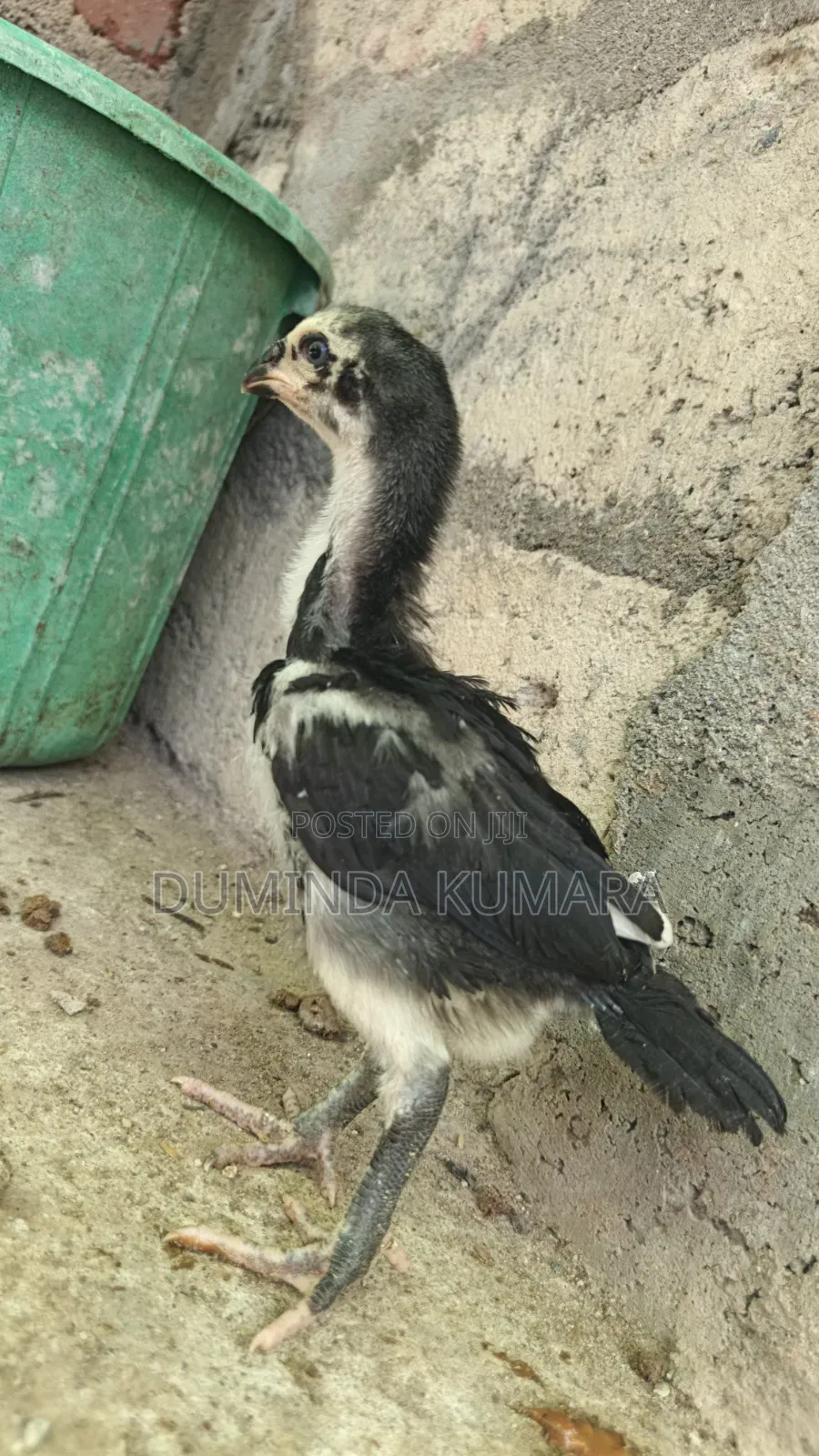 Asill Longtell Pataun Vikinimata