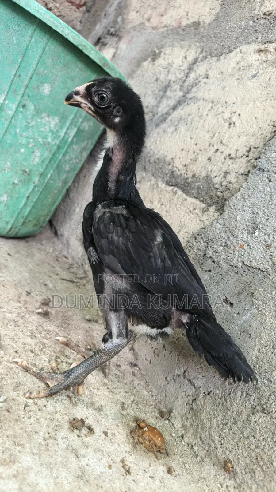 Asill Longtell Pataun Vikinimata