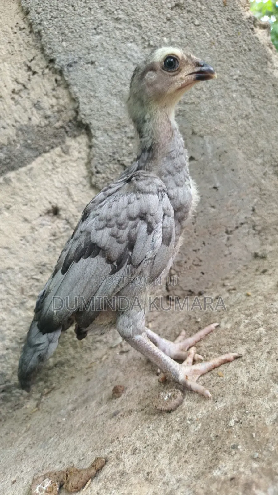 Asill Longtell Pataun Vikinimata