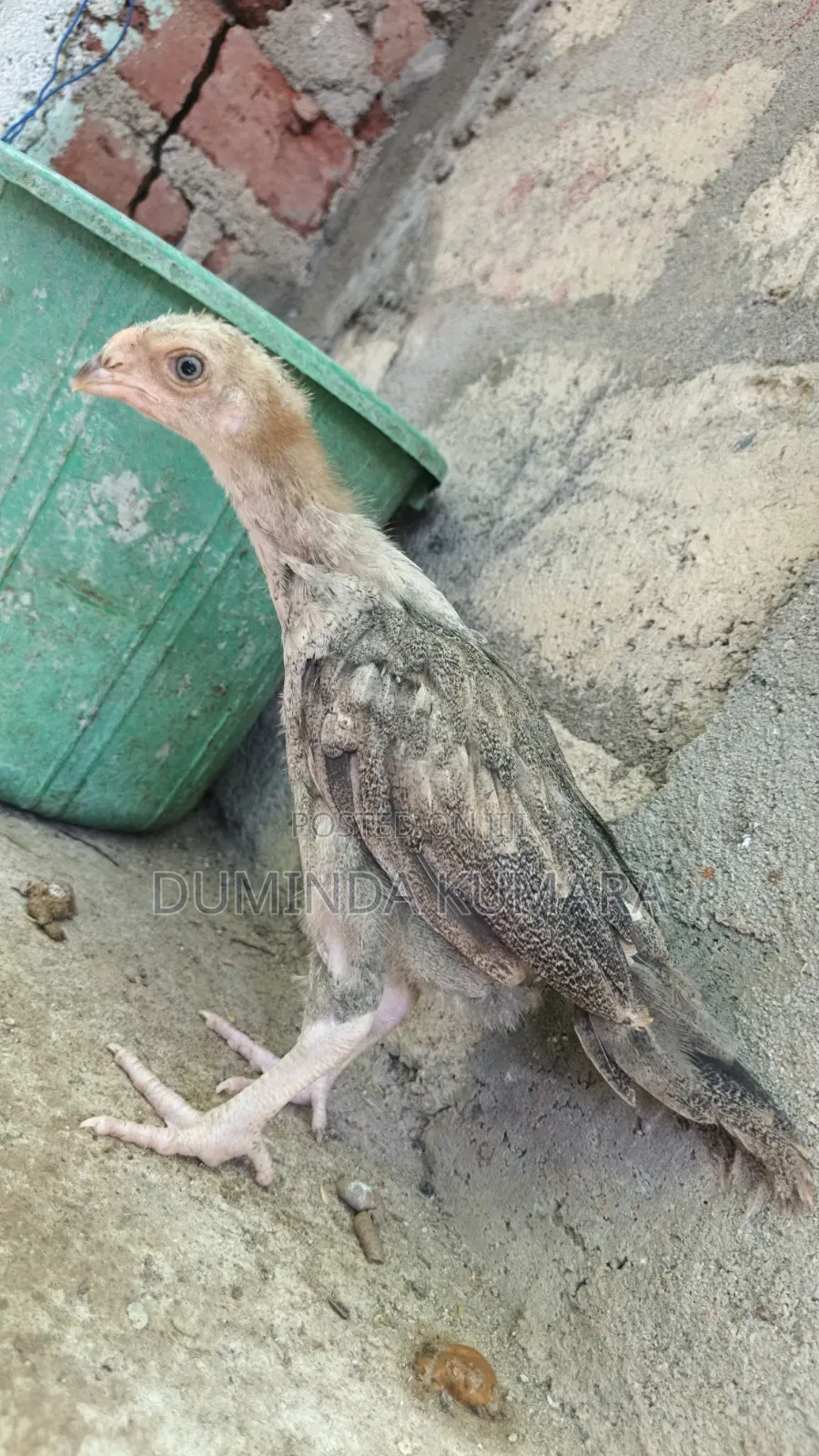 Asill Longtell Pataun Vikinimata