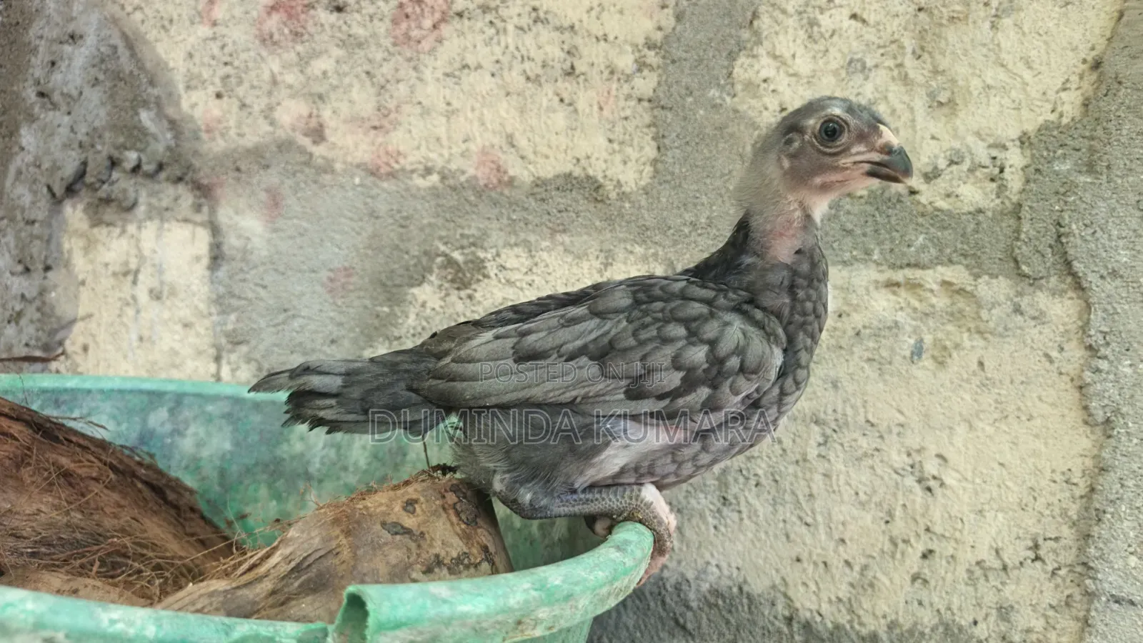 Asill Longtell Pataun Vikinimata