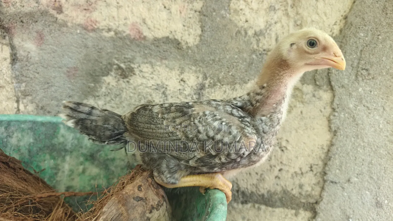 Asill Longtell Pataun Vikinimata