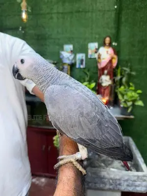 Blue With Gold Macaw