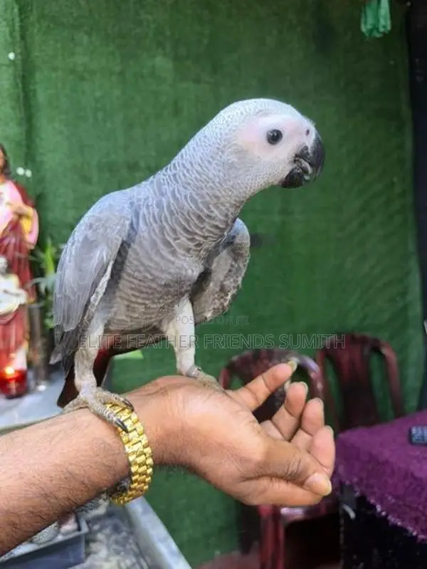 Blue With Gold Macaw